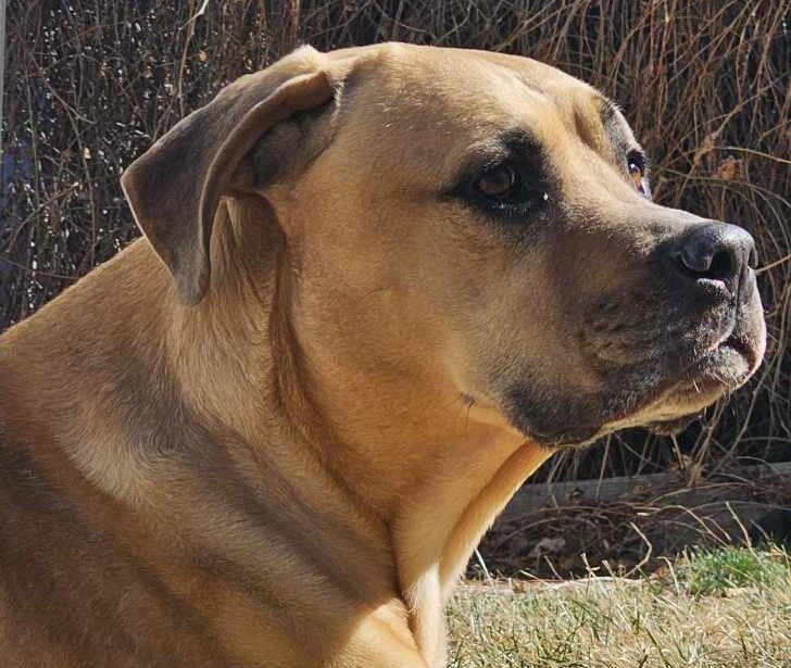 Mali